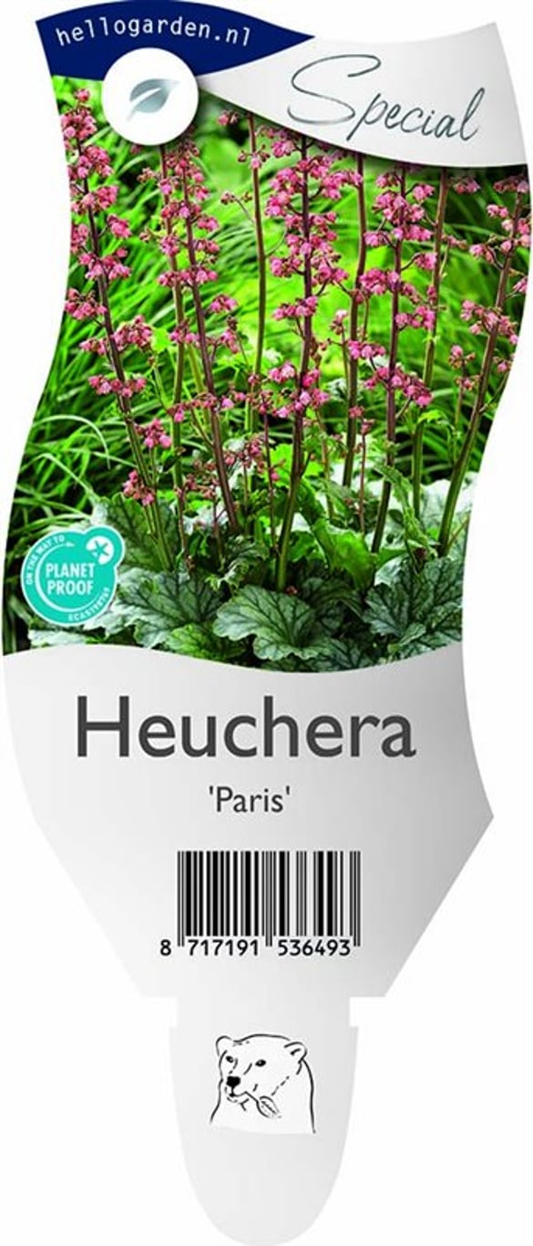 Heuchera 'Paris' - P11